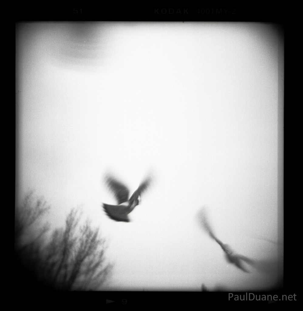 Holga photograph: Jonathan Livingston Pigeon by Paul Duane